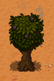 Apple Tree
