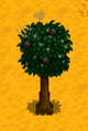 Orange Tree