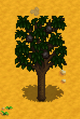 Apricot Tree
