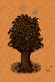 Pomegranate Tree