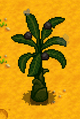 Banana Tree