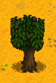 Peach Tree