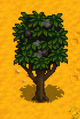 Mango Tree